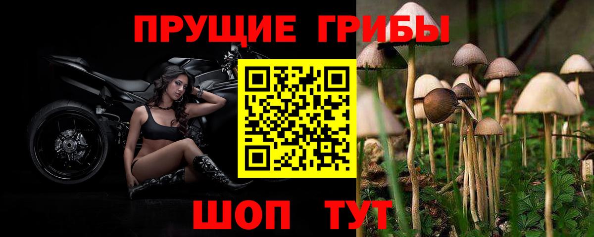 Галлюциногенные грибы Psilocybine cubensis  Анапа 